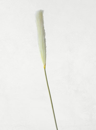 ⭐ PLANTA PLUMILLA 1 und