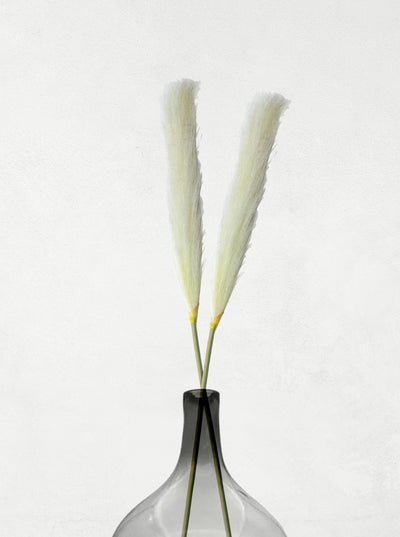 ⭐ PLANTA PLUMILLA 1 und